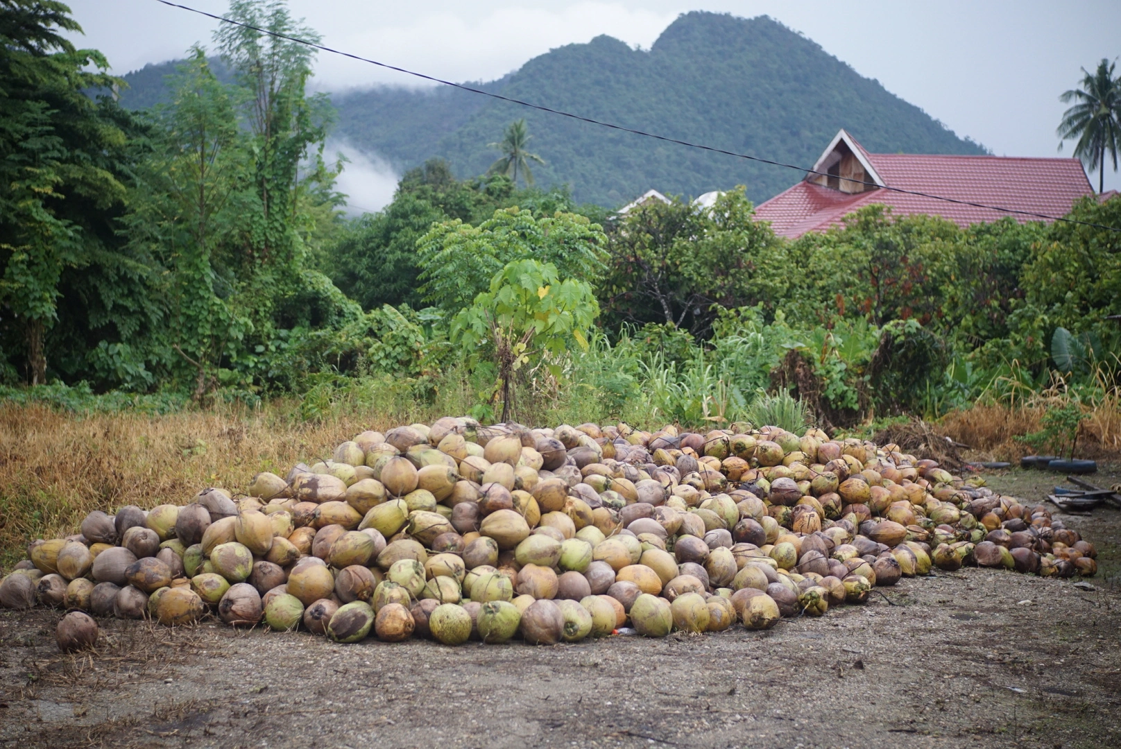 mulyakarya.com - coconut export indonesia