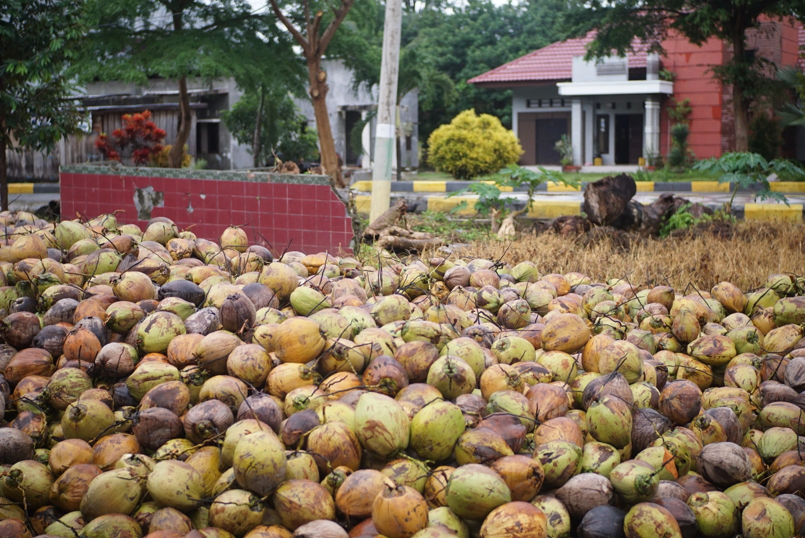 mulyakarya.com - coconut export