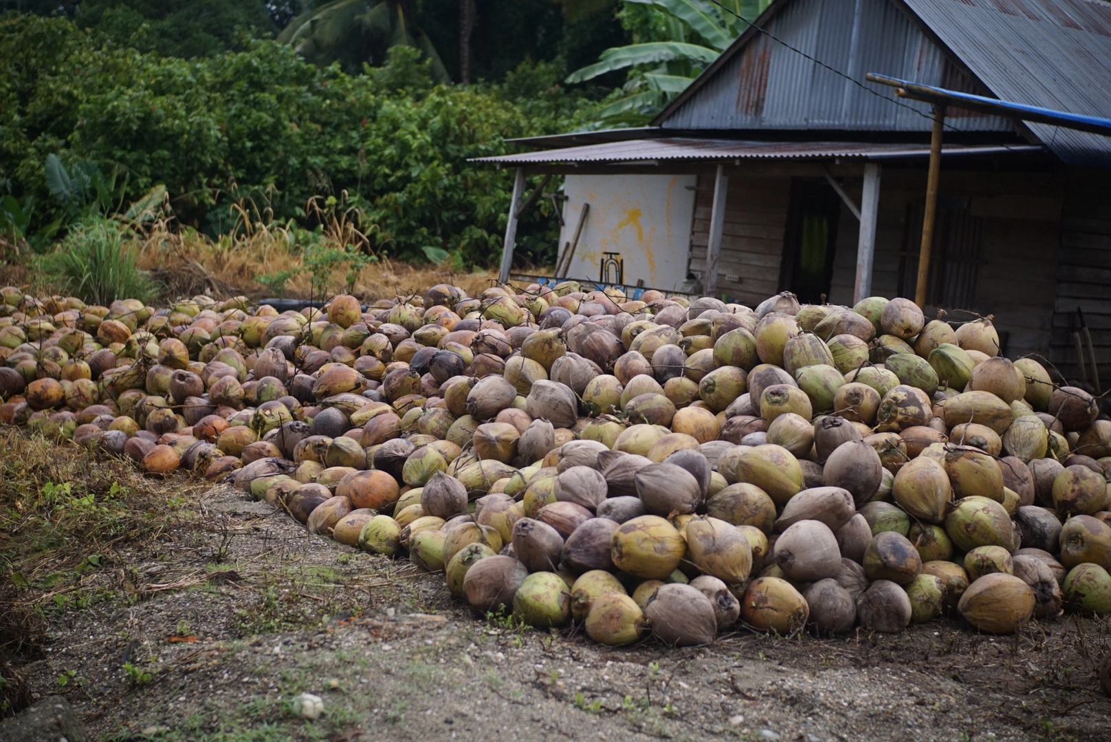 mulyakarya.com - whole coconut export